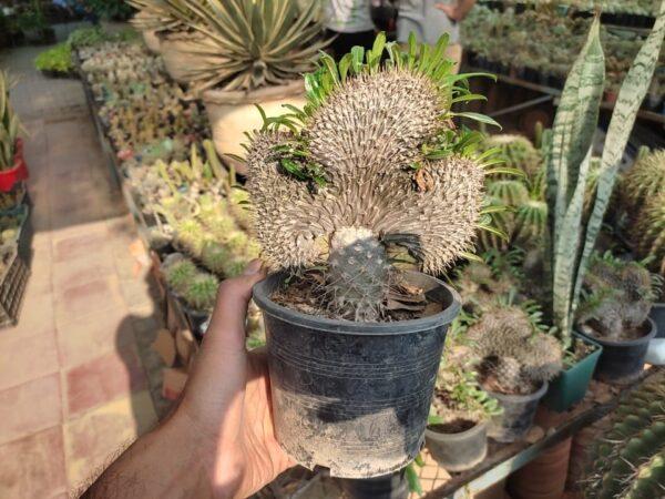 Pachypodium Geayi