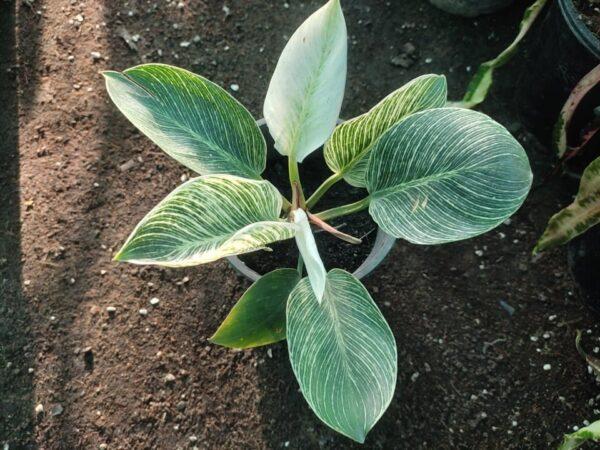 Philodendron Birkin