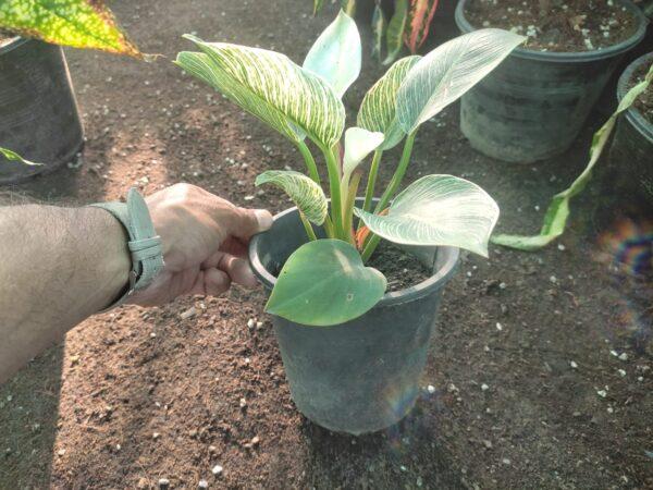 Philodendron Birkin plant