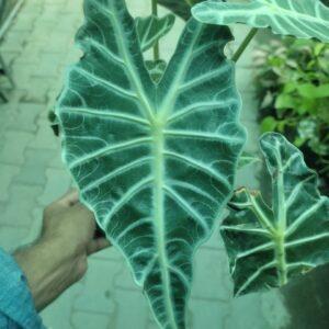 Alocasia Amazonica