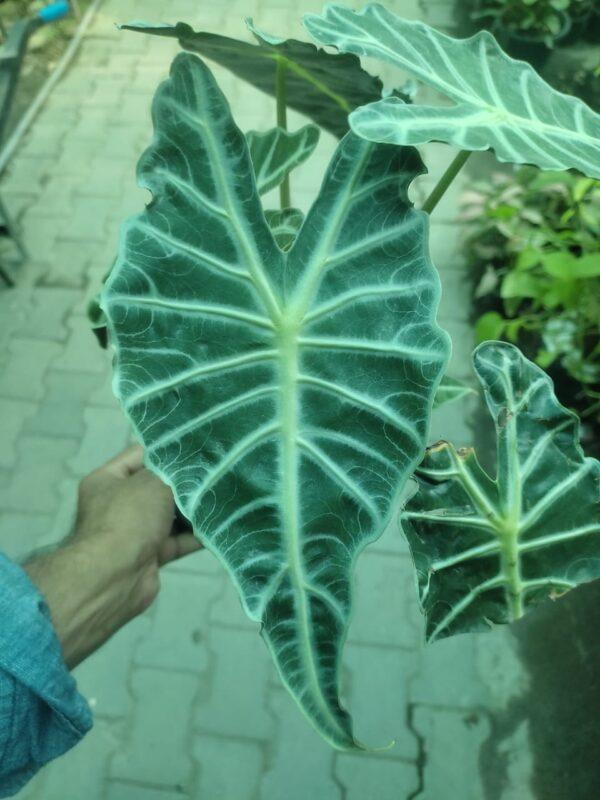 Alocasia Amazonica