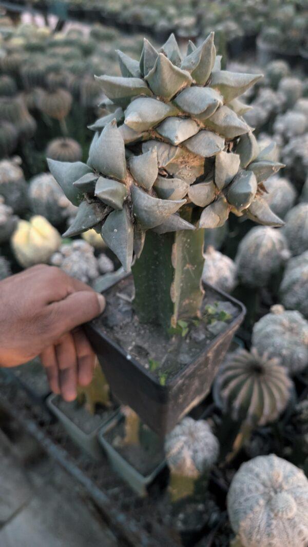 Ariocarpus Retusus - Image 3