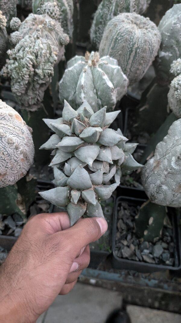 Ariocarpus Retusus - Image 2