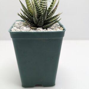 Fasciated Haworthia