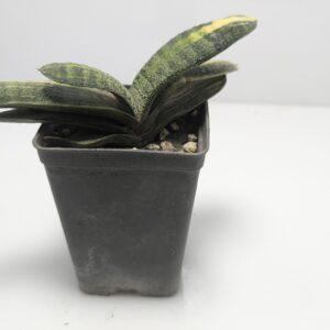 Gasteria Batesiana