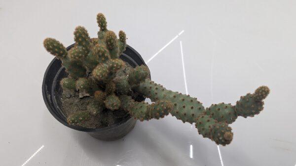 Opuntia Monacantha - Image 2