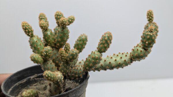 Opuntia Monacantha - Image 3