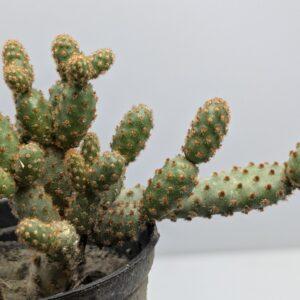 Opuntia Monacantha