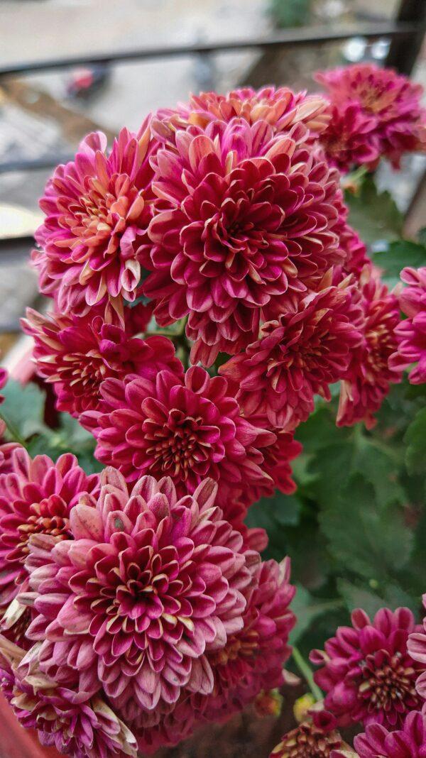 Dahlia Flower