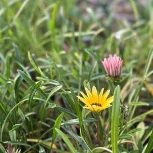 Gazania Flower