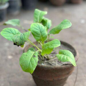 Gerbera Single Flower