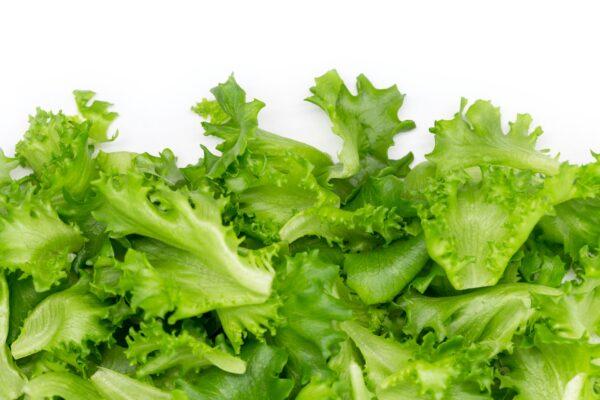 Romaine Lettuce