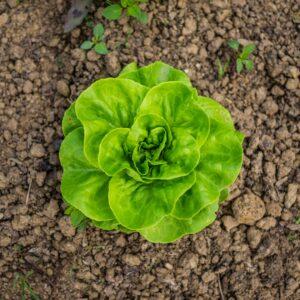 Romaine Lettuce Paneeri