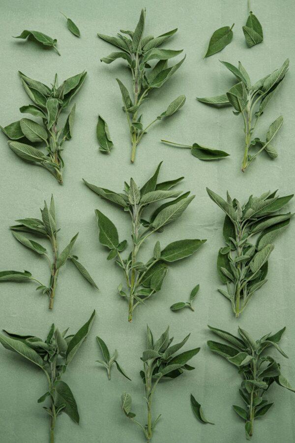 Sage Herbs