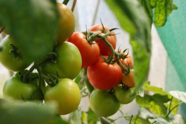 Tomato-Paneeri