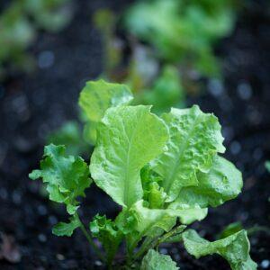 iceberg-lettuce-paneeri