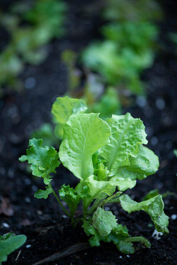 iceberg-lettuce-paneeri