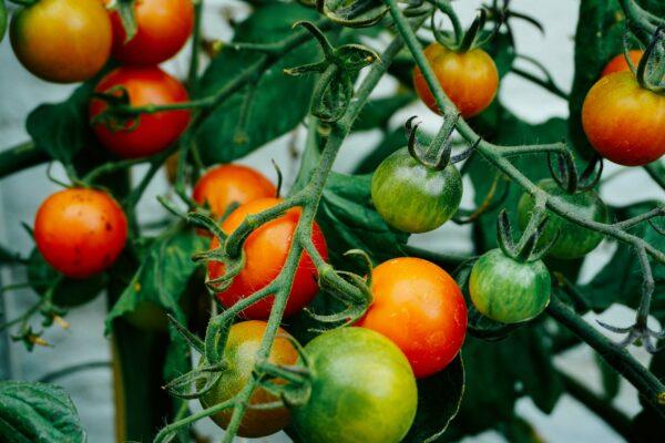 tomato-paneeri-hybrid