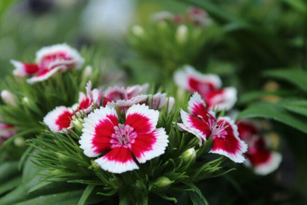 Dianthus-Flower-Boota.pk