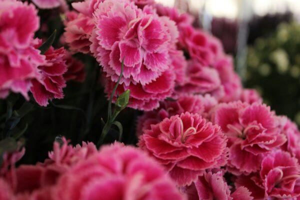 Dianthus Flowers