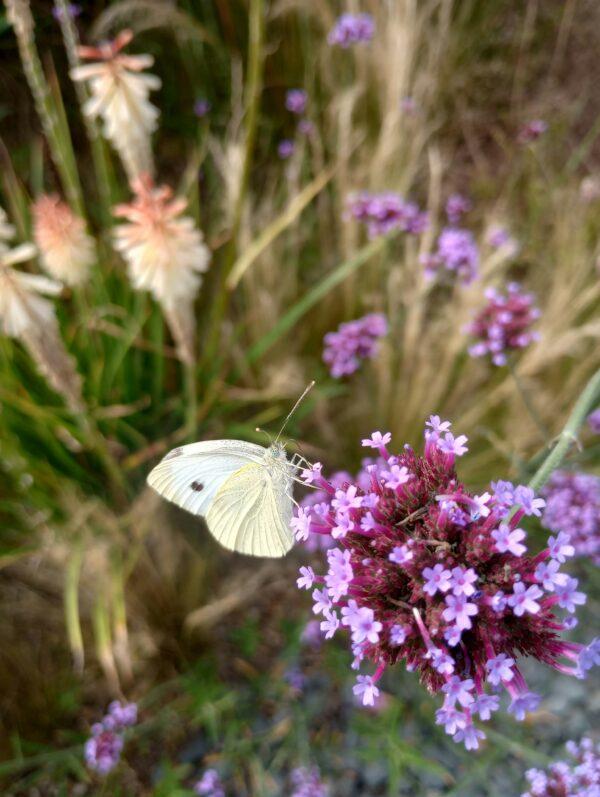 Verbena Flower Boota.pk