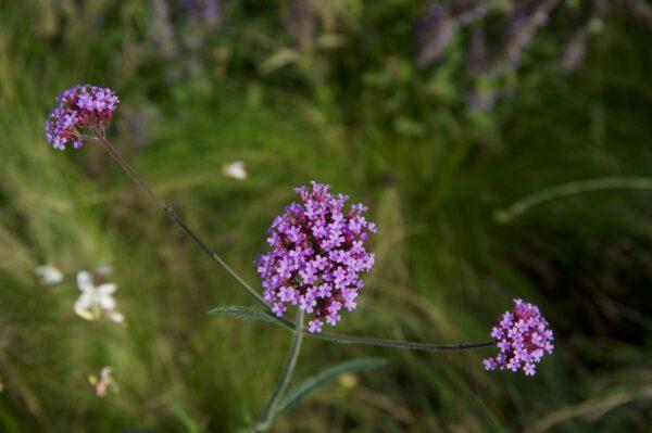 Verbena-Flowers