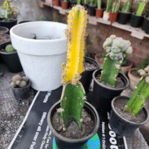 Cereus peruvianus grafted cactus