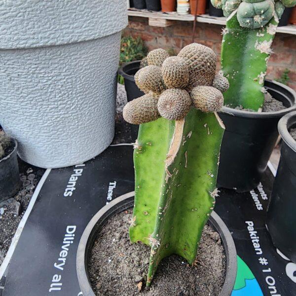 Epithelantha micromeris grafted cactus