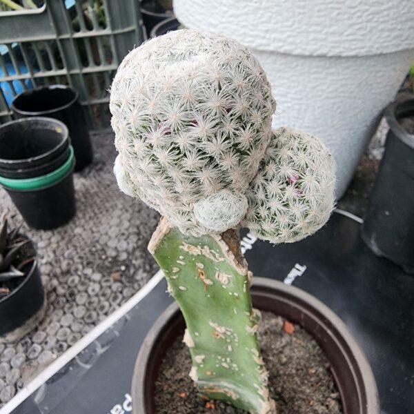 Mammillaria humboldtii