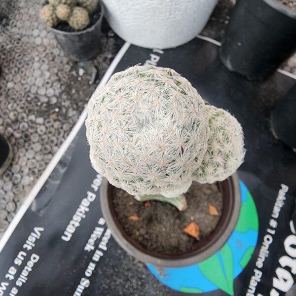 Mammillaria humboldtii cactus