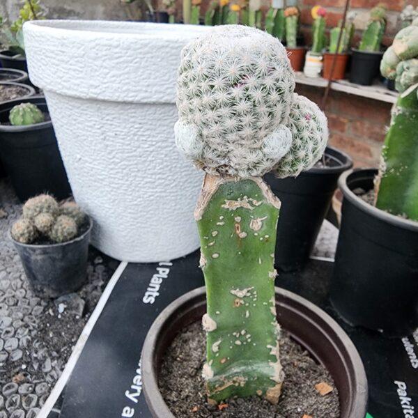 a cactus in a pot