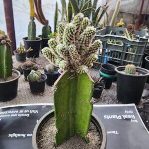 Mammillaria vetula grafted cactus