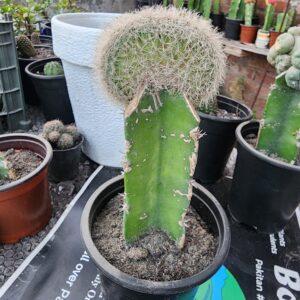 Notocactus scopa grafted cactus