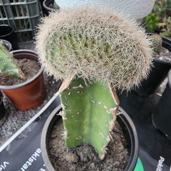 Parodia scopa Notocactus scopa grafted cactus boota.pk