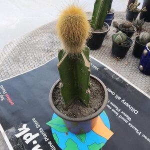 Peruvian Old Man grafted Cactus