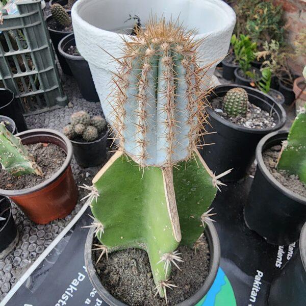 Pilosocereus pachycladus Cactus