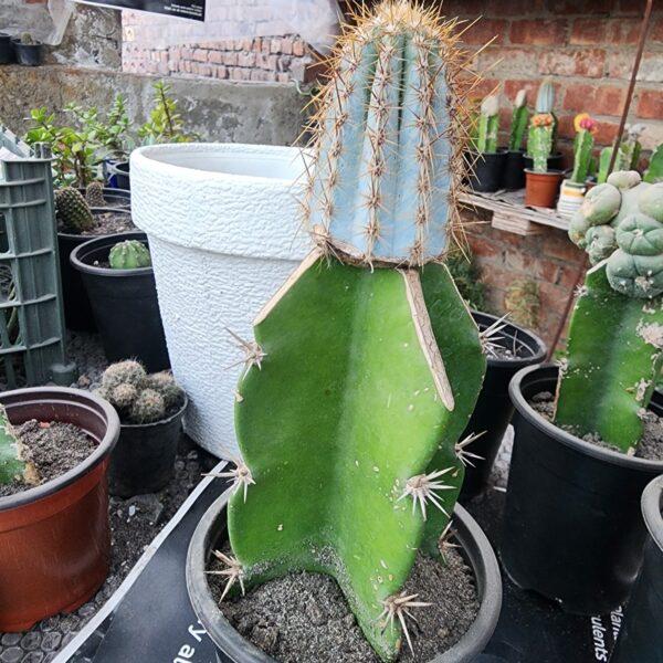 Pilosocereus pachycladus Grafted Cactus