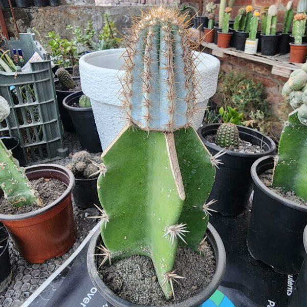 Pilosocereus pachycladus Grafted Cactus Boota.pk