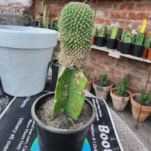 Polka Dot grafted cactus