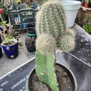 Texas Rainbow Cactus Grafted