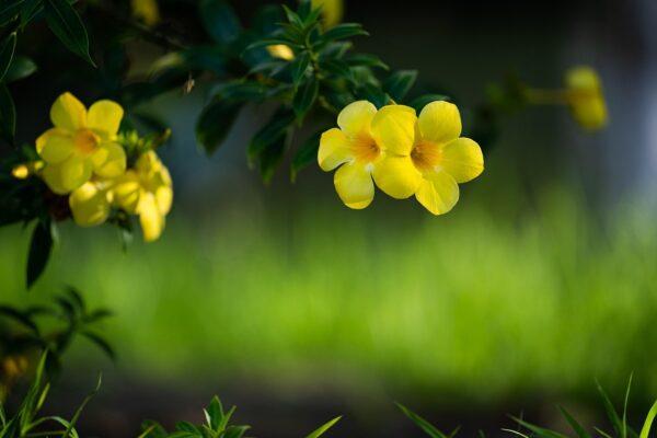 Allamanda