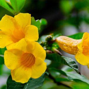 Almanda-Vine