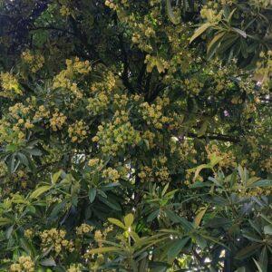 Alstonia-tree.