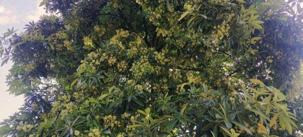 Alstonia-tree.
