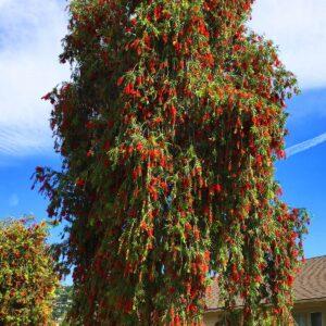 Bottle-bush