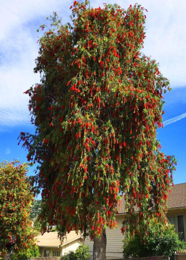 Bottle-bush