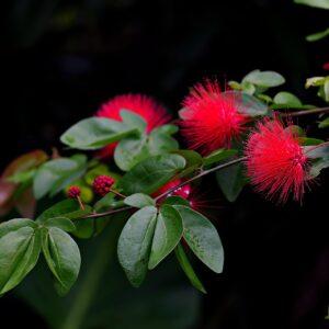 Calliandra-Tree-Boota