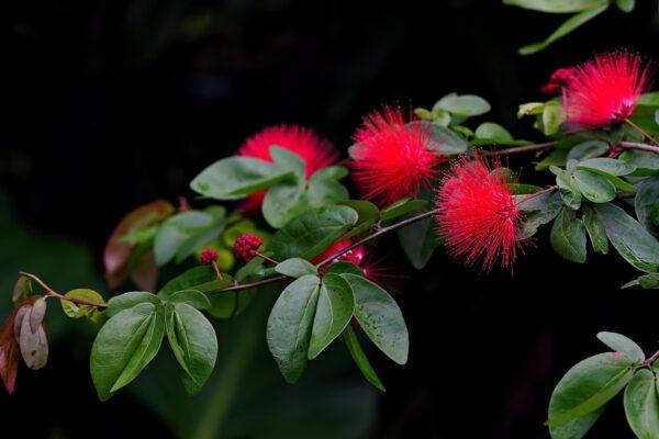 Calliandra-Tree-Boota