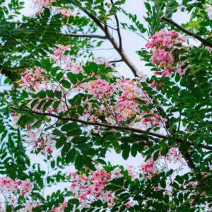 Cassia-Nodosa-Boota.pk