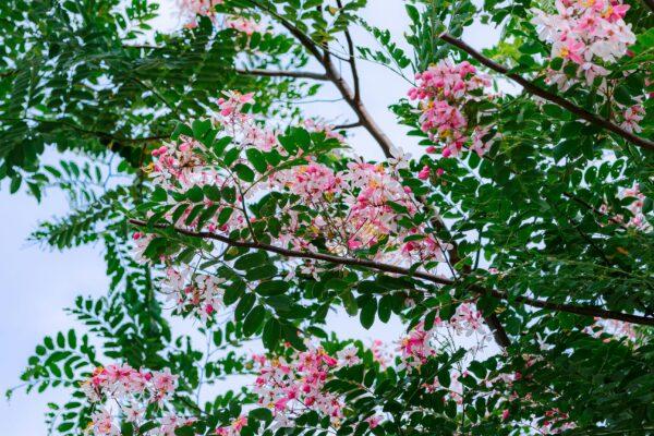Cassia-Nodosa-Boota.pk